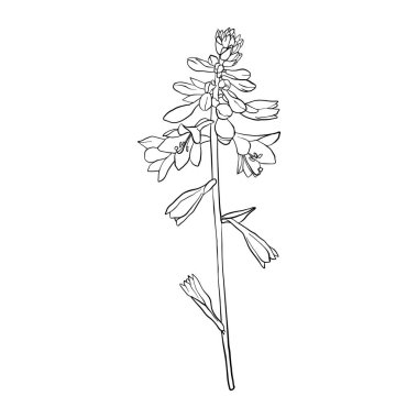 vektör çizim çiçek