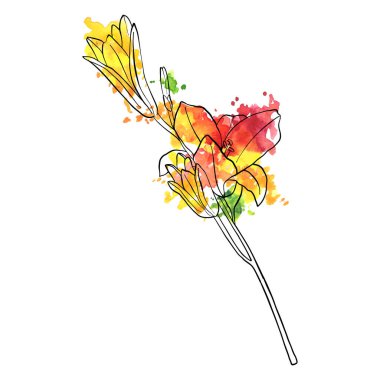 vektör çizim lily çiçek