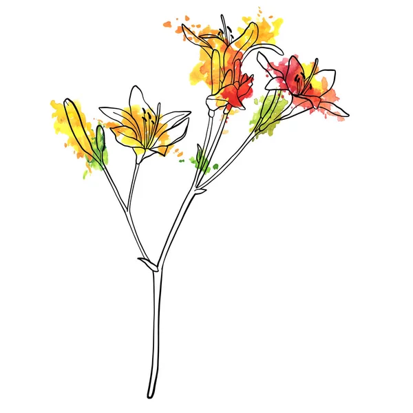 Vektör çizim lily çiçek — Stok Vektör