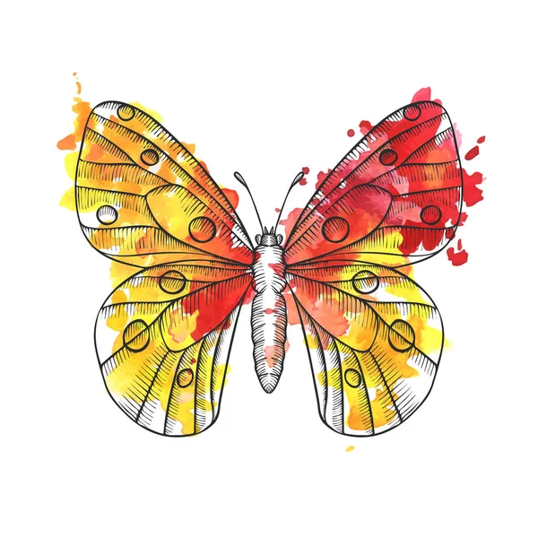 Desenho vetorial borboleta — Vetor de Stock
