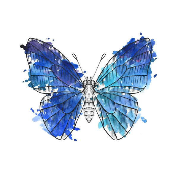 Desenho vetorial borboleta — Vetor de Stock