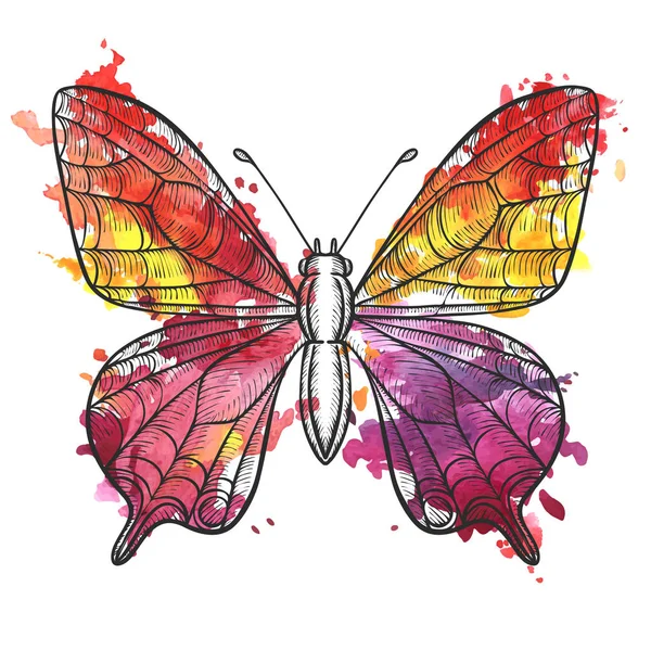 Vector drawing butterfly — Stock Vector