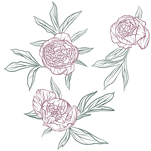 Vector floral set van pioenrozen — Stockvector