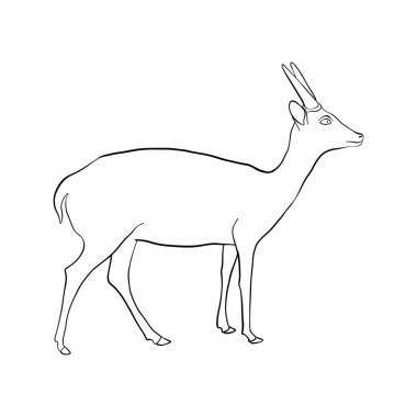 antilop çizim vektör