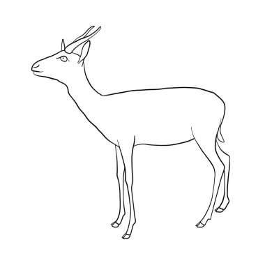 antilop çizim vektör