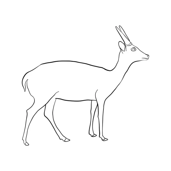 Vector drawing antelope — Stock Vector