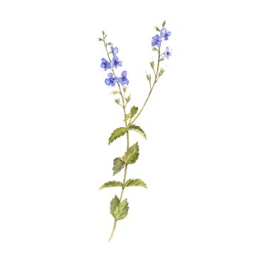 kuş-göz speedwell suluboya çizim çiçek