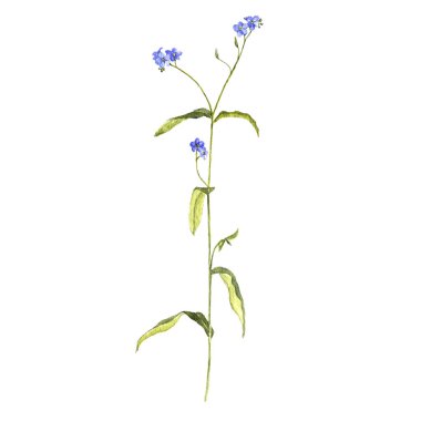 korun suluboya çizim çiçek