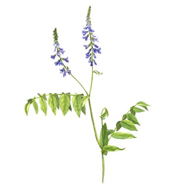 keçi rue suluboya çizim çiçek