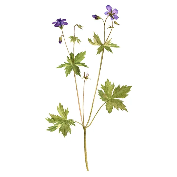 Watercolor drawing flower of meadow geranium — Stock Photo, Image