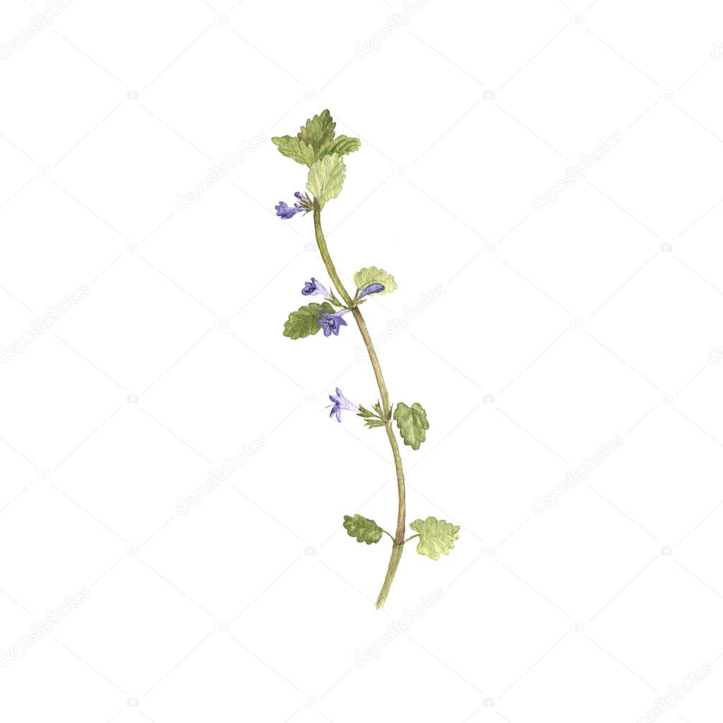 watercolor drawing flower of ground-ivy