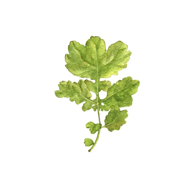 Acuarela dibujo hoja verde — Foto de Stock