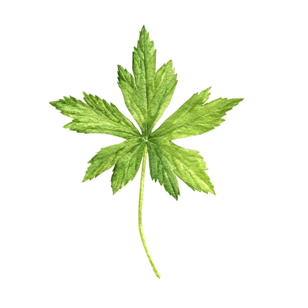 Watercolor drawing green leaf — Stock Photo, Image