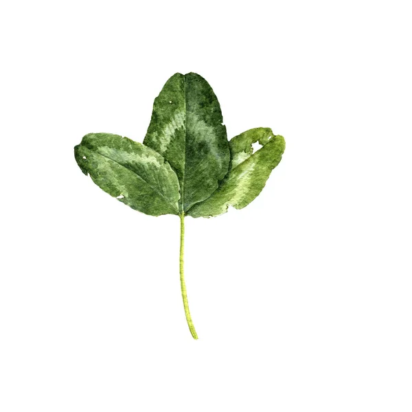 수채화 그리기 녹색 잎 — 스톡 사진