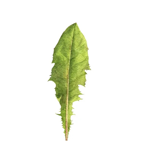 Watercolor drawing green leaf — Stock Photo, Image