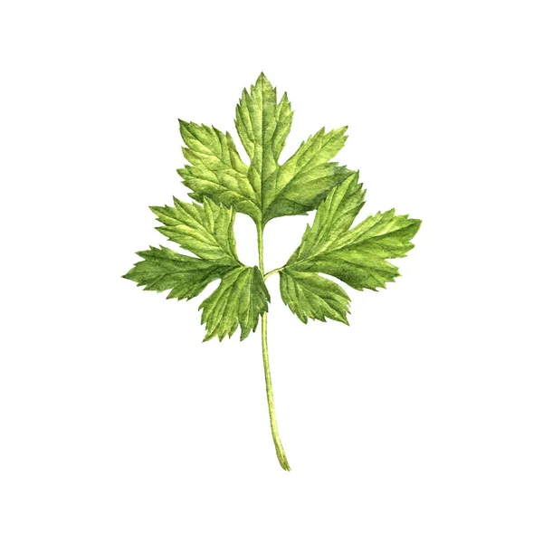 Akwarela, rysunek, zielony liść — Zdjęcie stockowe