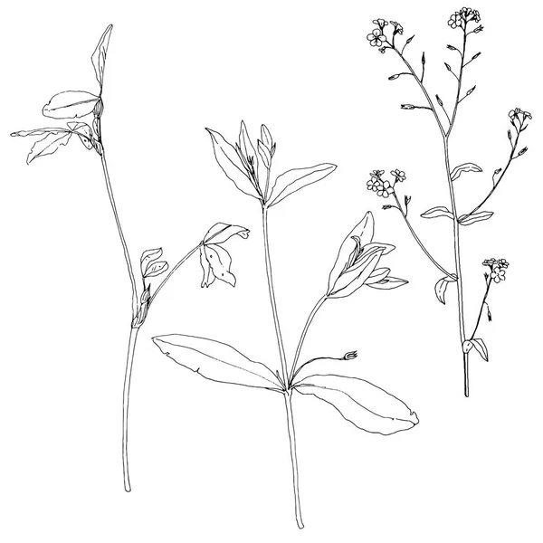 Set di inchiostro disegno erbe e fiori — Vettoriale Stock