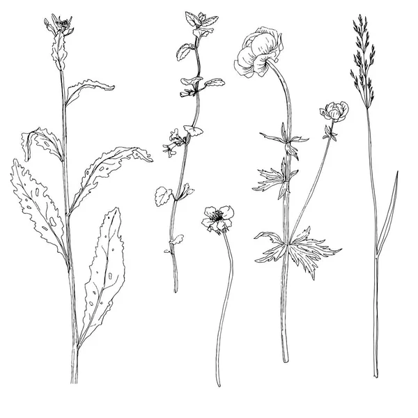 Set van inkt tekenen van kruiden en bloemen — Stockvector