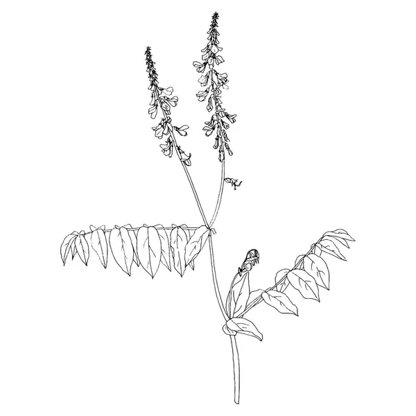 Rukopis kreslení rostlina s květy — Stockový vektor