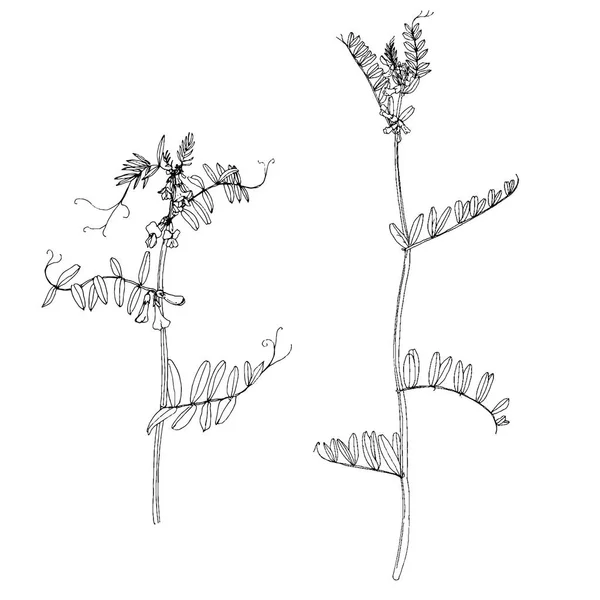 Uppsättning bläck ritning örter och blommor — Stock vektor