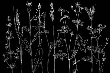 Mürekkep çizim otlar ve çiçek kümesi