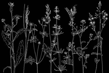 Mürekkep çizim otlar ve çiçek kümesi