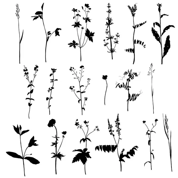 Set di silhouette di erbe e fiori — Vettoriale Stock