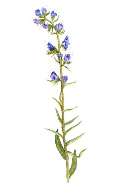 Sulu Boya çizim çiçek