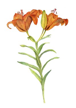 Sulu Boya çizim çiçek