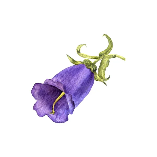 Ακουαρέλα λουλούδι σχεδίασης — Φωτογραφία Αρχείου
