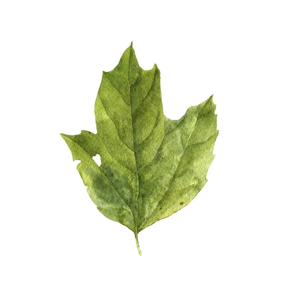 Akvarell Rajz Zöld Levél Cranberrybush Festett Botanikai Illusztráció Kézzel Rajzolt — Stock Fotó