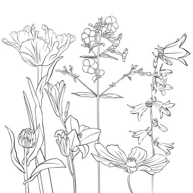 vektör çizimi çiçekleri