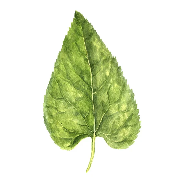 Watercolor drawing green leaf — Stock Photo, Image