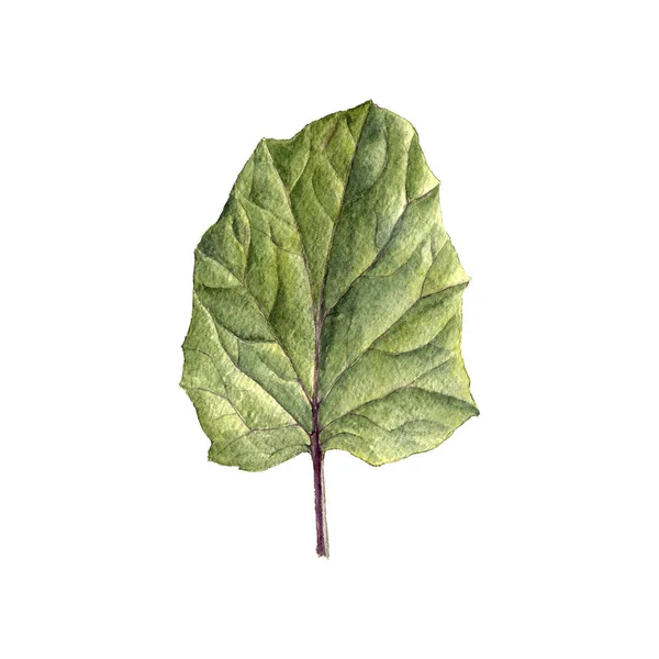 Watercolor drawing green leaf — Stock Photo, Image