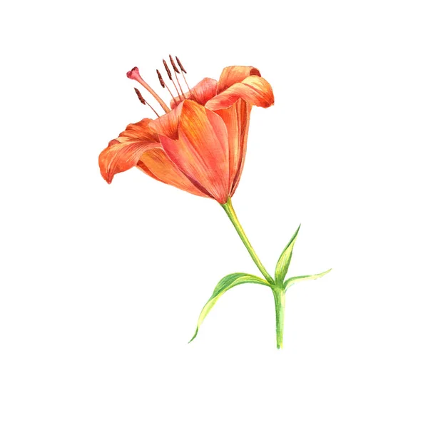 Akvarell Ritning Blomma Orange Lilja Målade Botaniska Illustration Hand Dras — Stockfoto