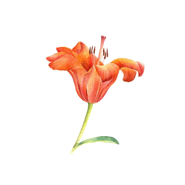 Watercolor drawing flower — Stock Photo, Image