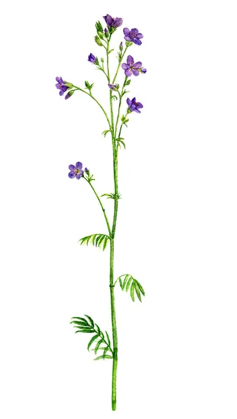 Aquarela desenho flor — Fotografia de Stock
