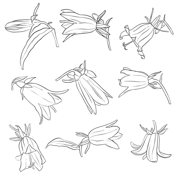 Διάνυσμα σύνολο σχεδίασης λουλούδια κουδούνι — Διανυσματικό Αρχείο