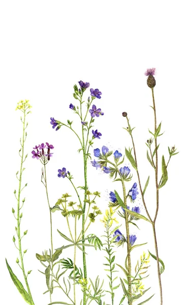 Bakgrund med akvarell blommor — Stockfoto
