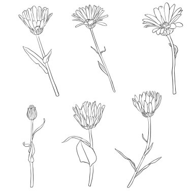 calendula çiçek çizim vektör set