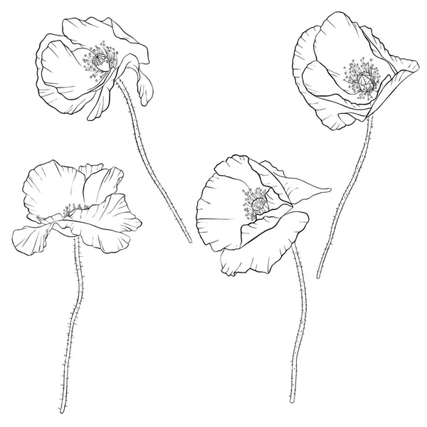 Vector set tekening poppy bloemen — Stockvector