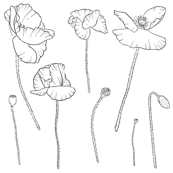 vector set of drawing poppy flowers