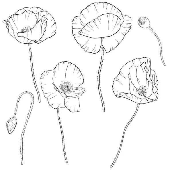 Vector set tekening poppy bloemen — Stockvector