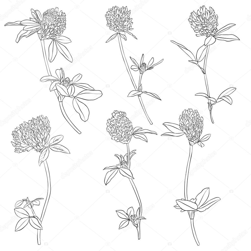 vector set of drawing clover flowers