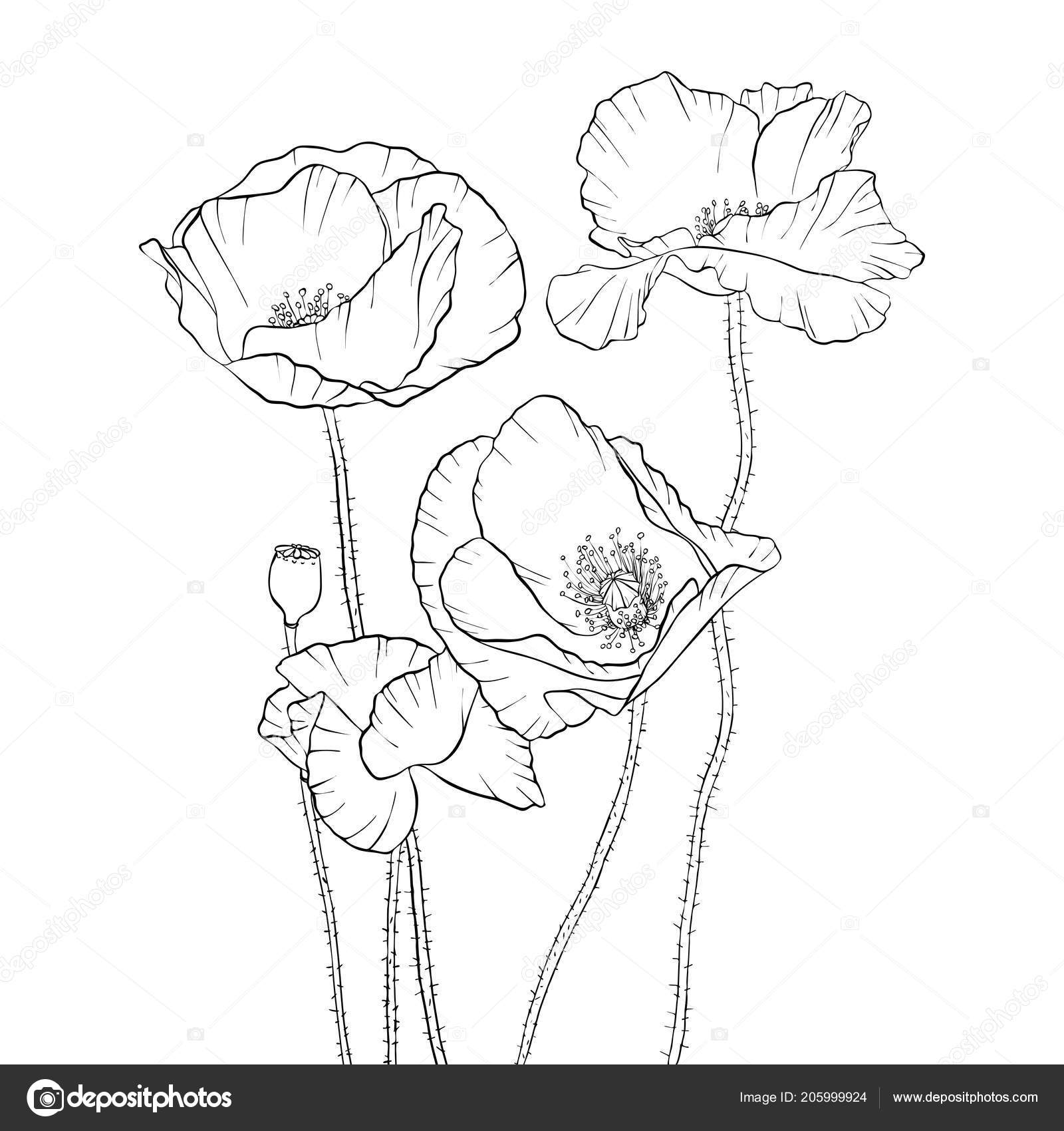 Vector drawing poppy flowers — Stock Vector © cat_arch_angel #205999924