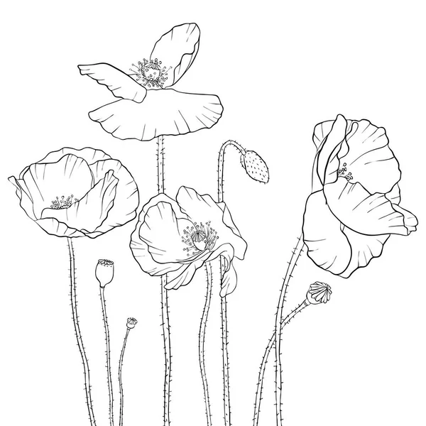 Haşhaş çiçek çizim vektör — Stok Vektör