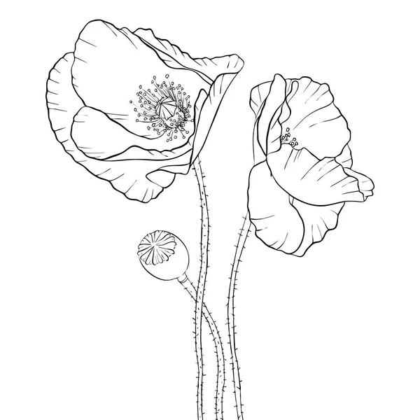 Vector tekening poppy bloemen — Stockvector