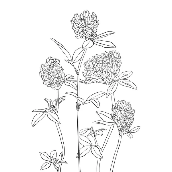 Vector dibujo trébol flores — Vector de stock