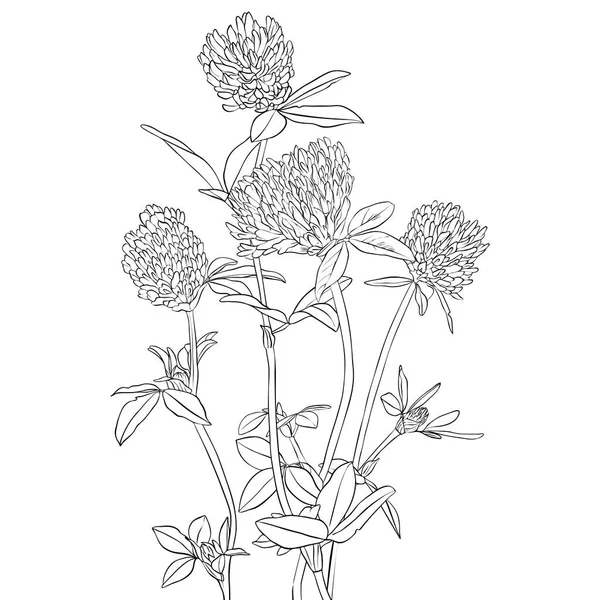 Vector dibujo trébol flores — Vector de stock