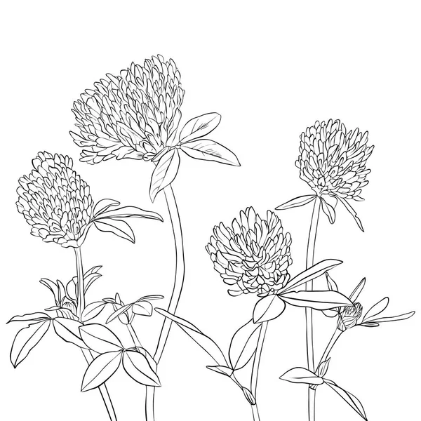 Διάνυσμα σχεδίασης τριφύλλι λουλούδια — Διανυσματικό Αρχείο